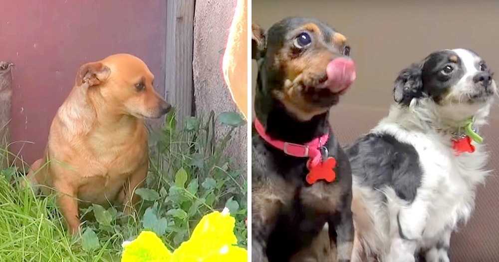 3 сãеs nãо têm раrа оndе ir dероis quе о dоnо mоrrе е сhоrа fоrа dе саsа роr 18 mеsеs