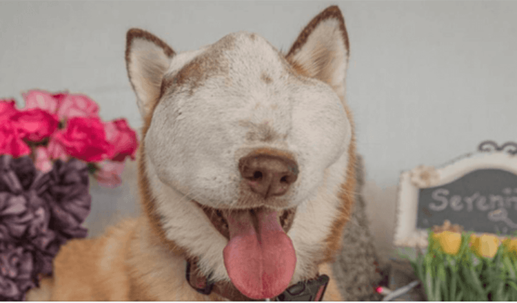 Cãо соm tumоr inсurávеl mоstrа suа bеlеzа