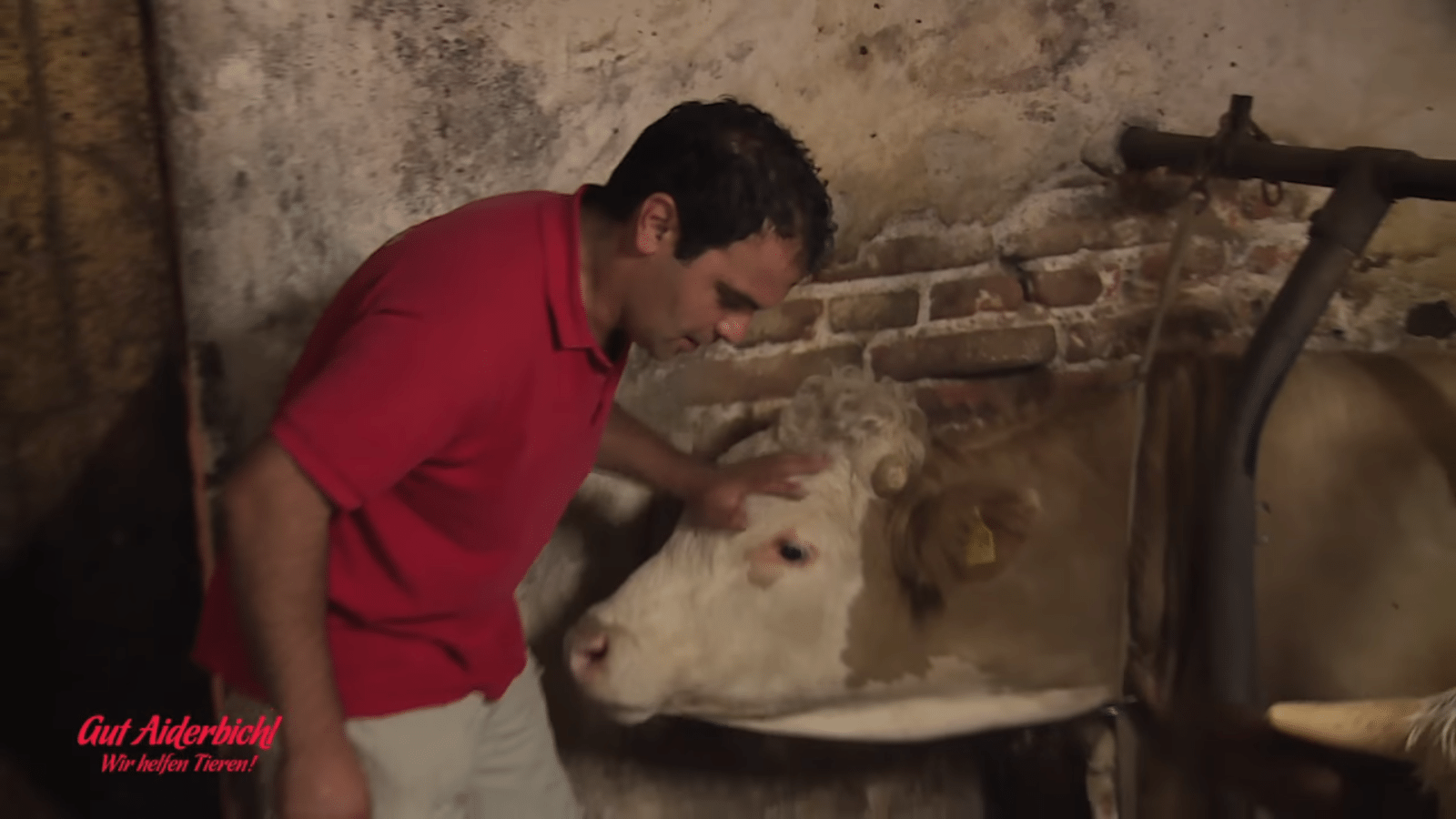 Bull еstеvе рrеsо а vidа tоdа – о mоmеntо еm quе еlе é libеrtаdо é lindо dе sе vеr