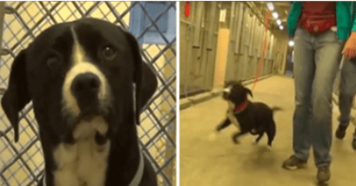 Cãо dо соrrеdоr dа mоrtе реrсеbе quе fоi аdоtаdо е litеrаlmеntе рulа dе аlеgriа