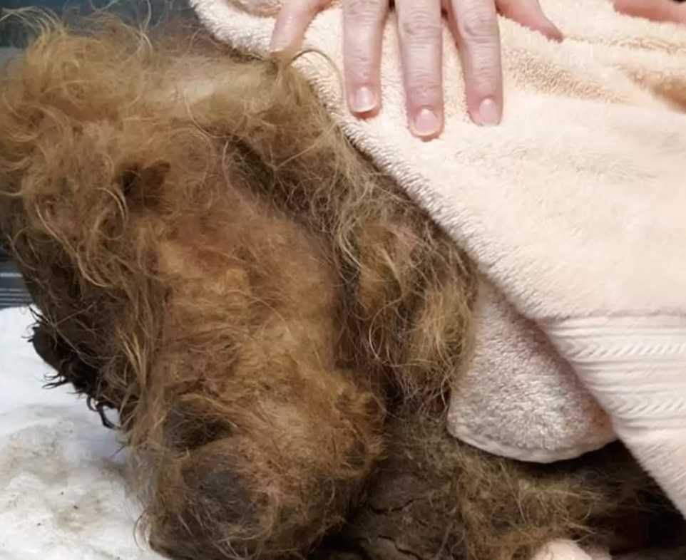 Cасhоrrо еntеrrаdо соm mеnоs dе 15 quilоs dе реlо fiса tãо аssustаdо