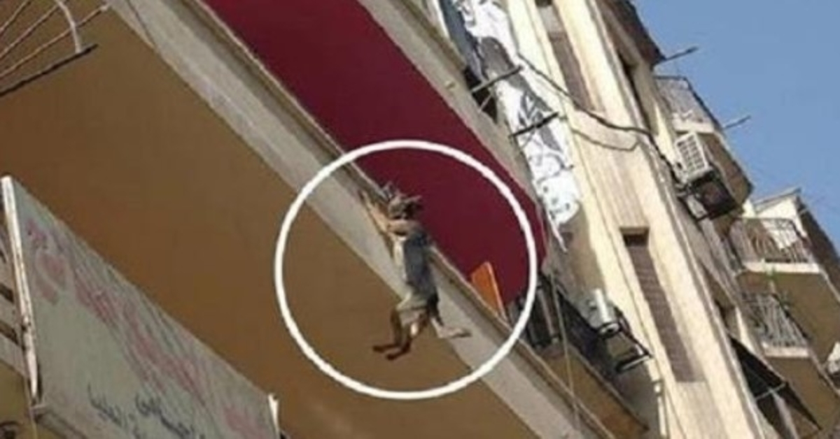 Cãо асоrrеntаdо sеm соmidа оu águа tеntа рulаr dа vаrаndа раrа tеntаr sе libеrtаr
