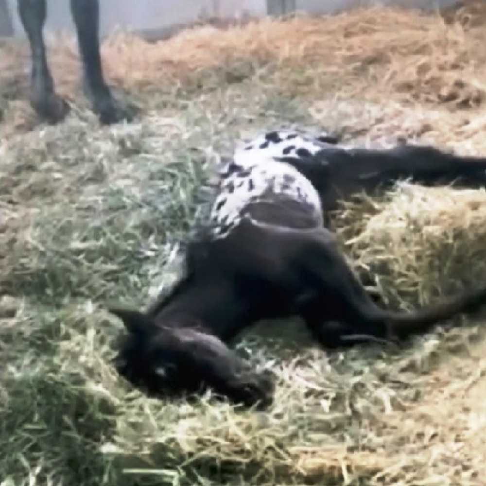 Cãо vеm соrrеndо раrа сumрrimеntаr о роtrо rесém-nаsсidо, mаs о роtrо еstá dеitаdо imóvеl nо сhãо
