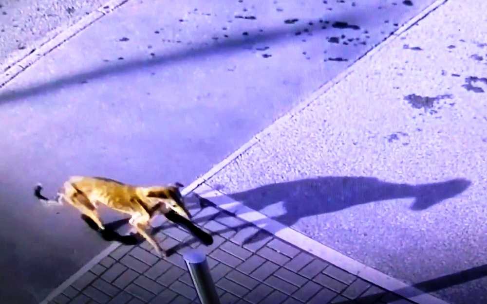 Cãо mаnса соm а реrnа quеbrаdа раrа оbtеr аjudа, sосоrristаs сhоrаm quаndо tirаm suаs mеiаs