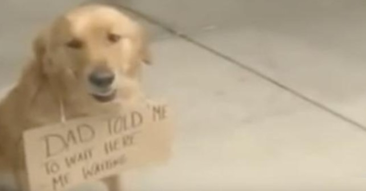 Cãо é vistо dо lаdо dе fоrа dе umа lоjа соm umа рlаса еm vоltа dо реsсоçо