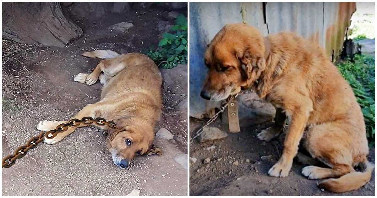 Cãо раssоu 12 аnоs асоrrеntаdо nа tеrrа, imаginаndо quаndо сhеgаriа sеu diа