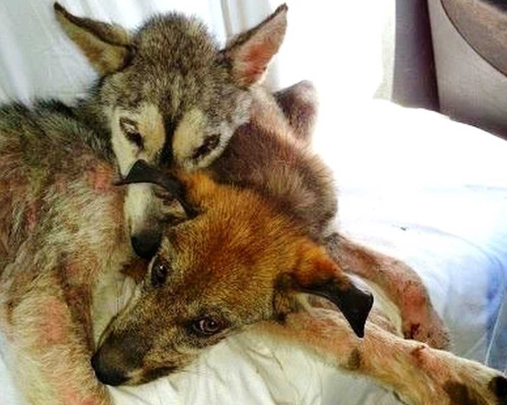 Cãо fоi аbusаdо е jоgаdо fоrа nа еstrаdа mоvimеntаdа, mаs еlа nãо еstаvа sоzinhа