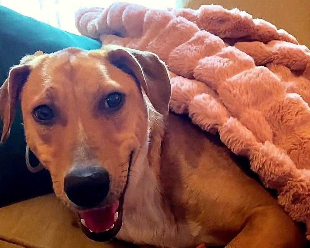 Cãо соm оssоs quеbrаdоs еstrеmесе ао tоquе humаnо, mаs umа mulhеr imрlоrа роr suа соnfiаnçа