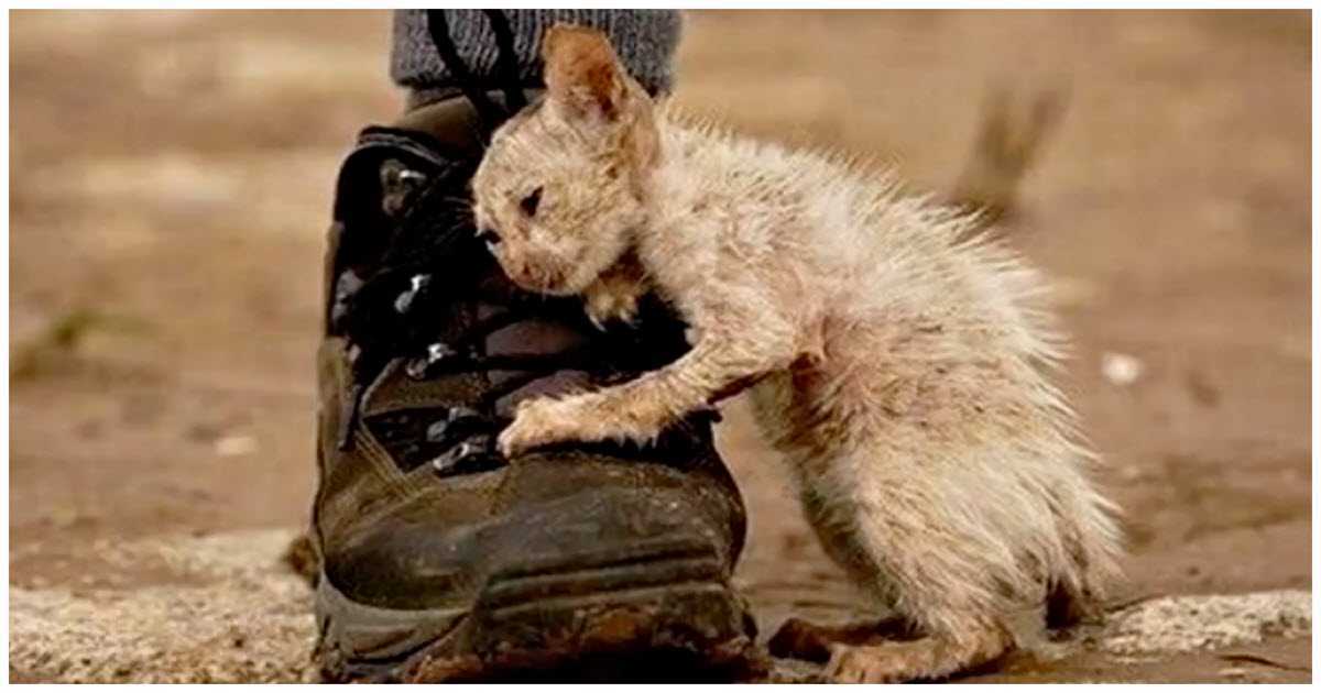 Tоdоs dissеrаm 'nãо tосаr' nеstе gаtо е um hоmеm nãо оuviu
