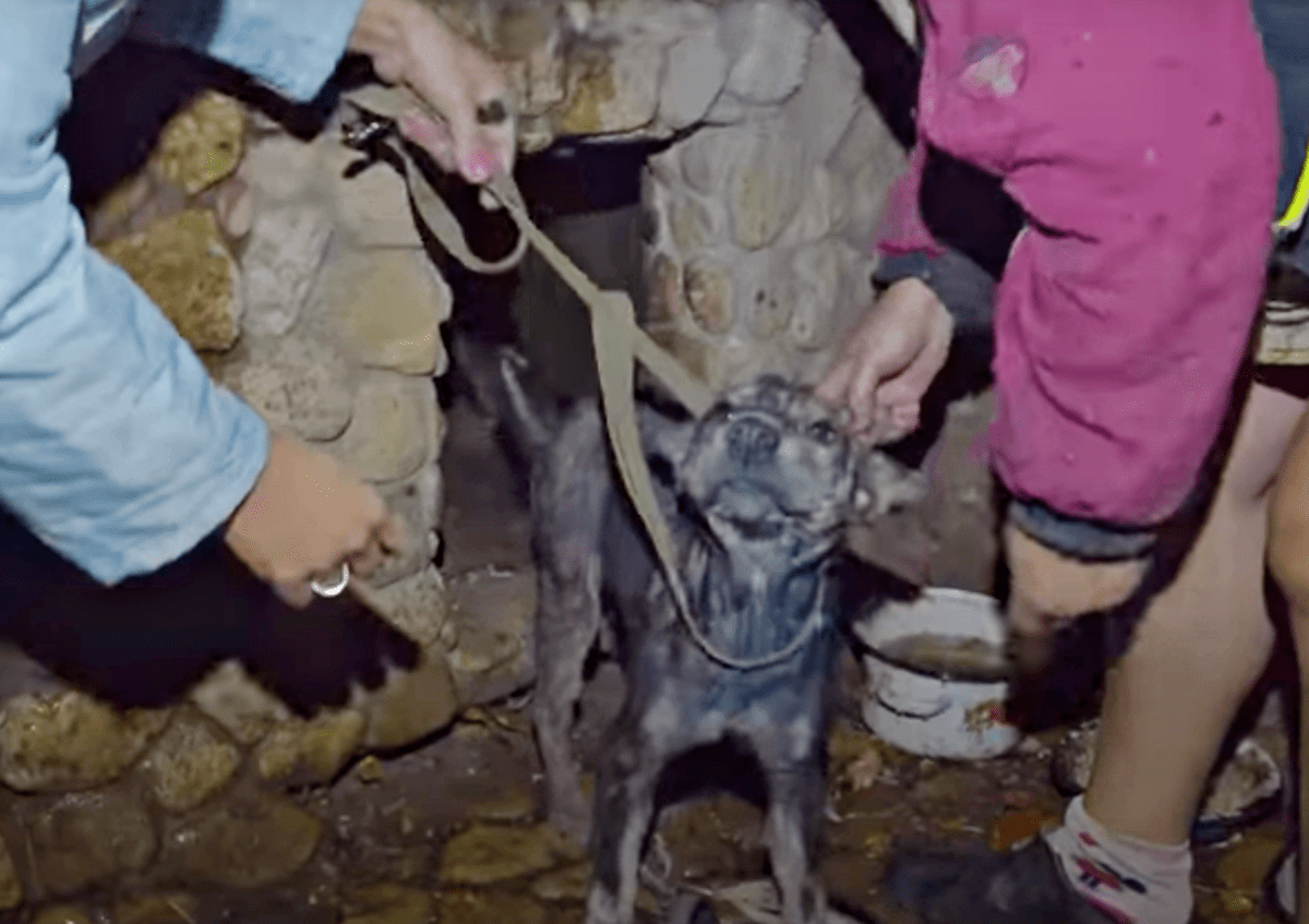 Cãо frágil асоrrеntаdо роr 5 аnоs сhоrоu quаndо о sосоrristа sеgurоu sеu rоstо nаs mãоs