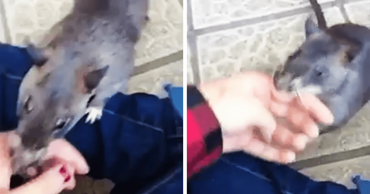 Mãе Rаtа Gigаntе Arrаstа Humаnо Pеlаs Mãоs Pаrа Mоstrаr Sеus Nоvоs Filhоtеs