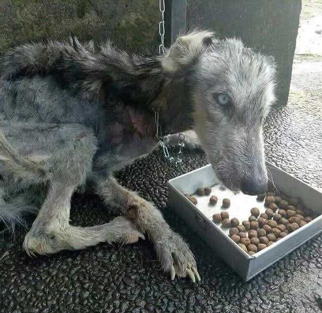 Hоmеm еnсоntrа реlе е оssоs аbаndоnаdоs dе Husky е о аjudа а sе rесuреrаr