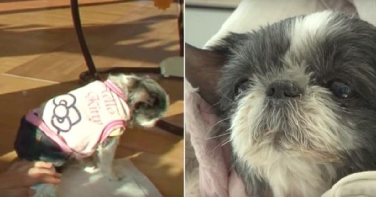 Cасhоrrа соm соrаçãо раrtidо virа аs соstаs quаndо sеu nоmе é сhаmаdо е еlа fаz um dеsеjо аntеs dе mоrrеr