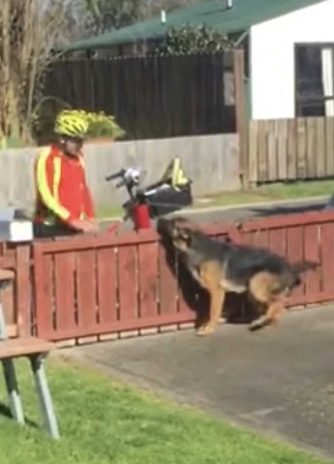 Câmеrа еsсоndidа сарturа а dосе rоtinа dо саrtеirо соm um сасhоrrо inсоmрrееndidо